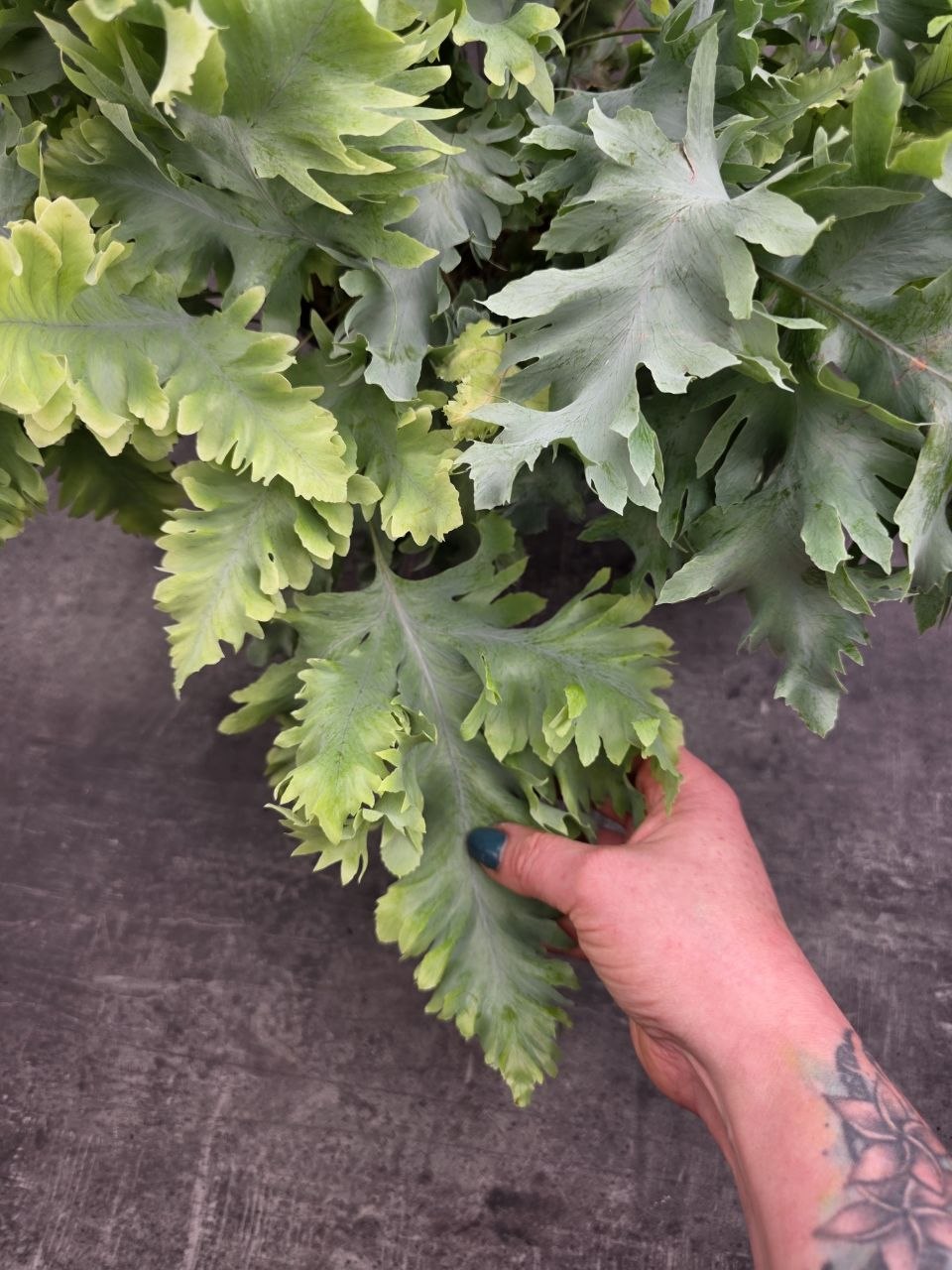 Phlebodium Davana XXL
