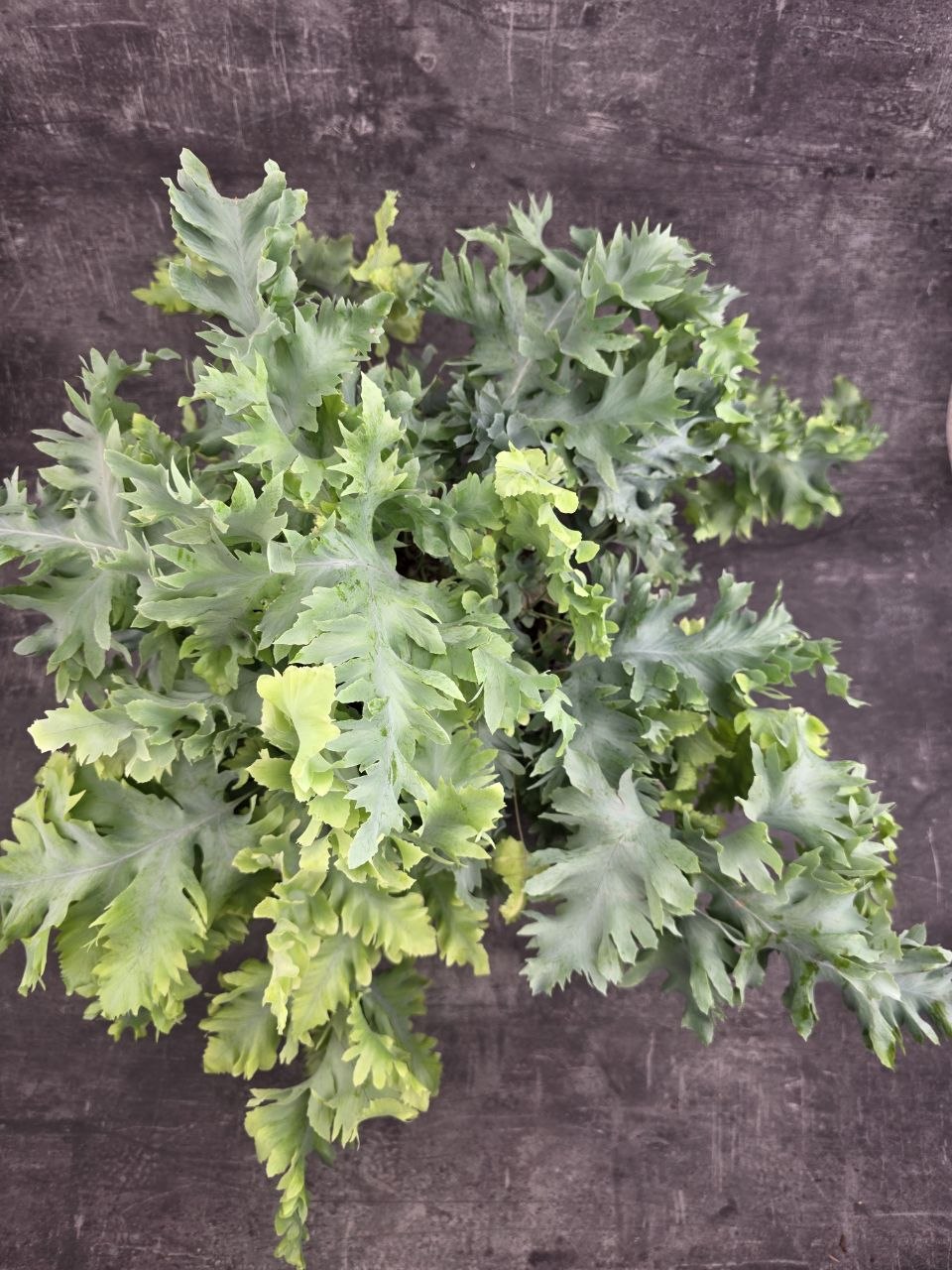 Phlebodium Davana XXL