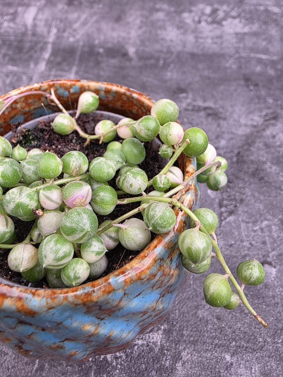 Senecio Rowleyanus variegata mini