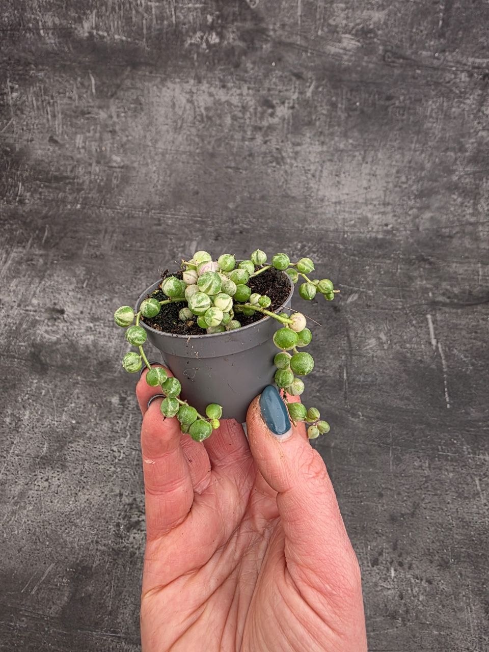 Senecio Rowleyanus variegata mini
