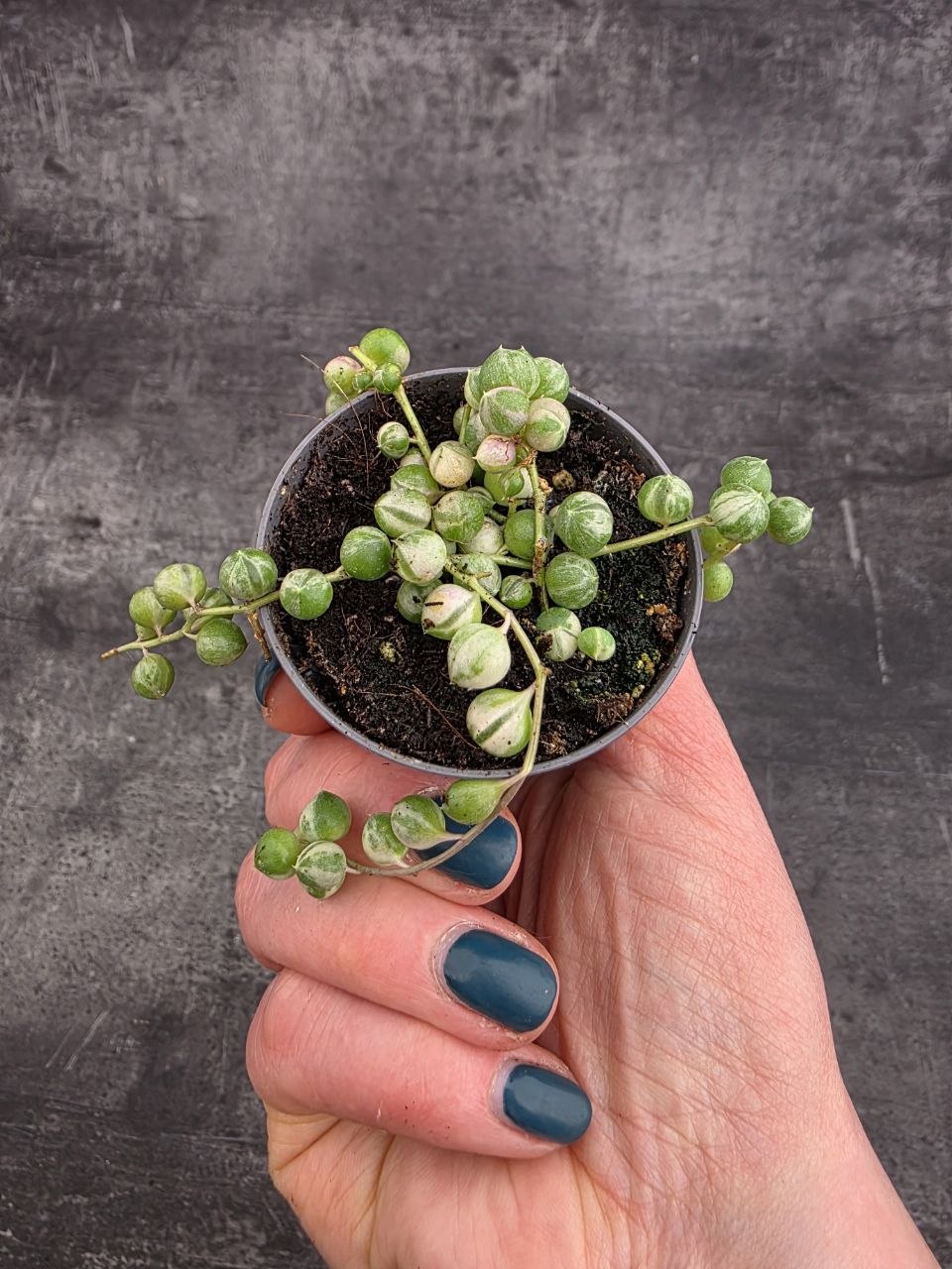 Senecio Rowleyanus variegata mini