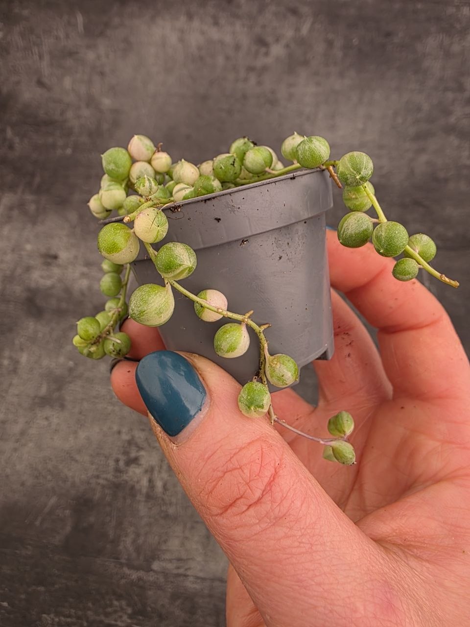 Senecio Rowleyanus variegata mini