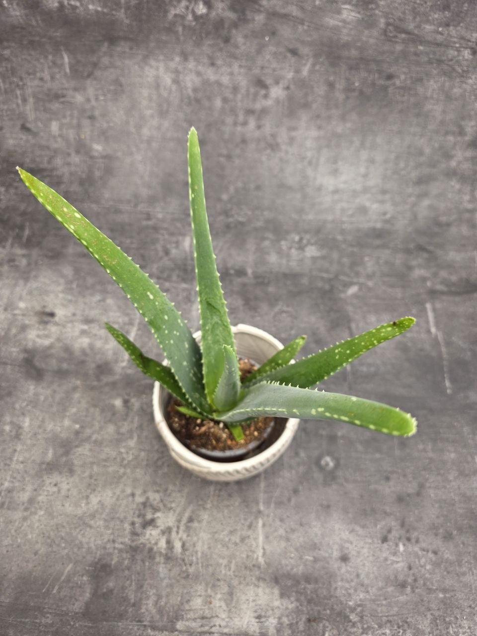 Aloe Vera