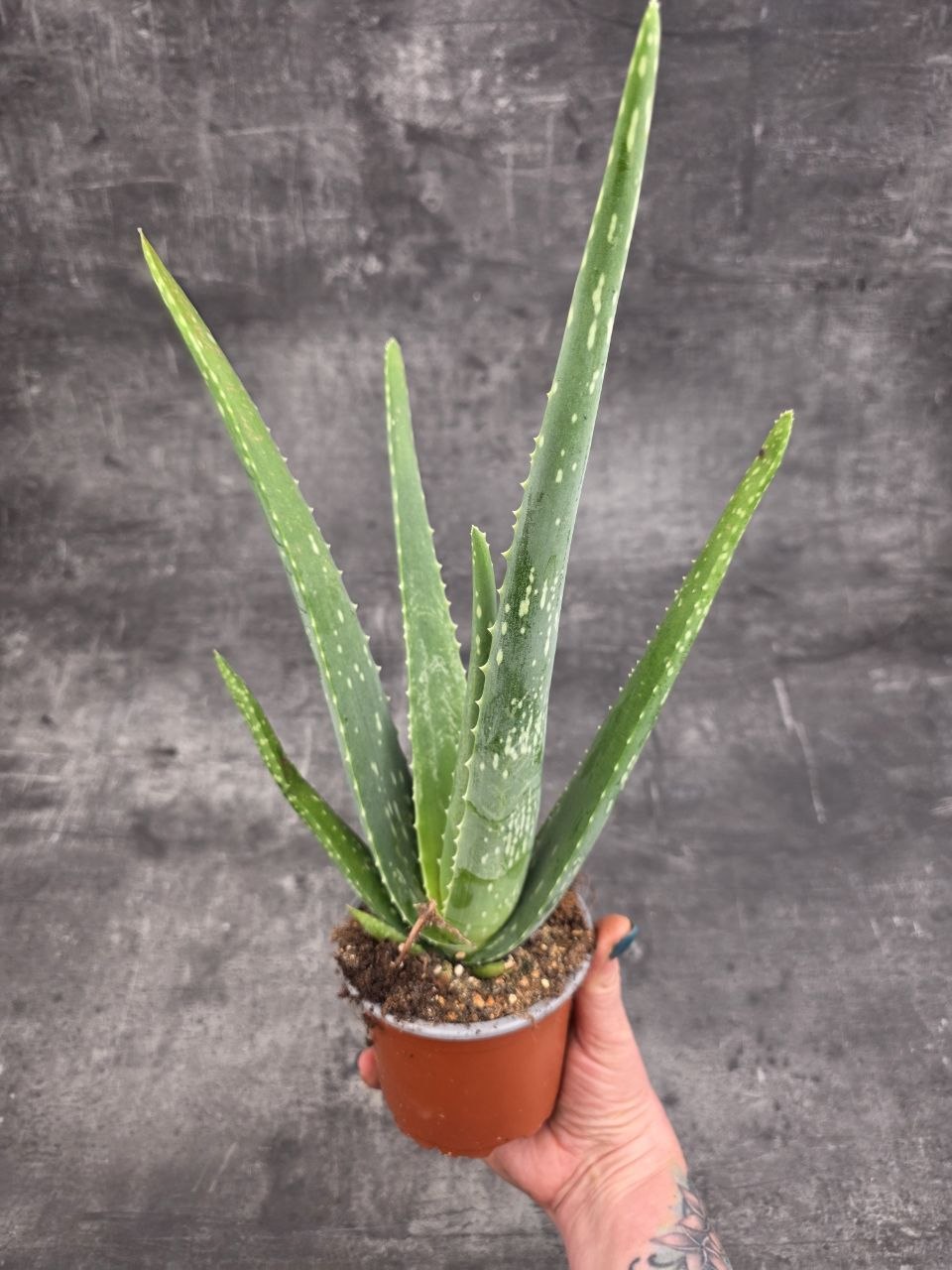 Aloe Vera