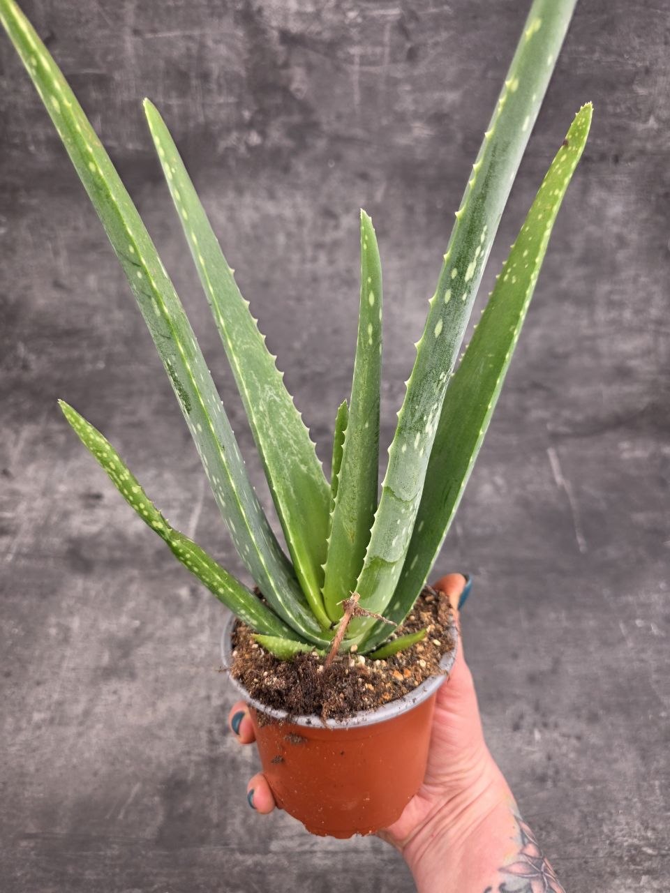 Aloe Vera