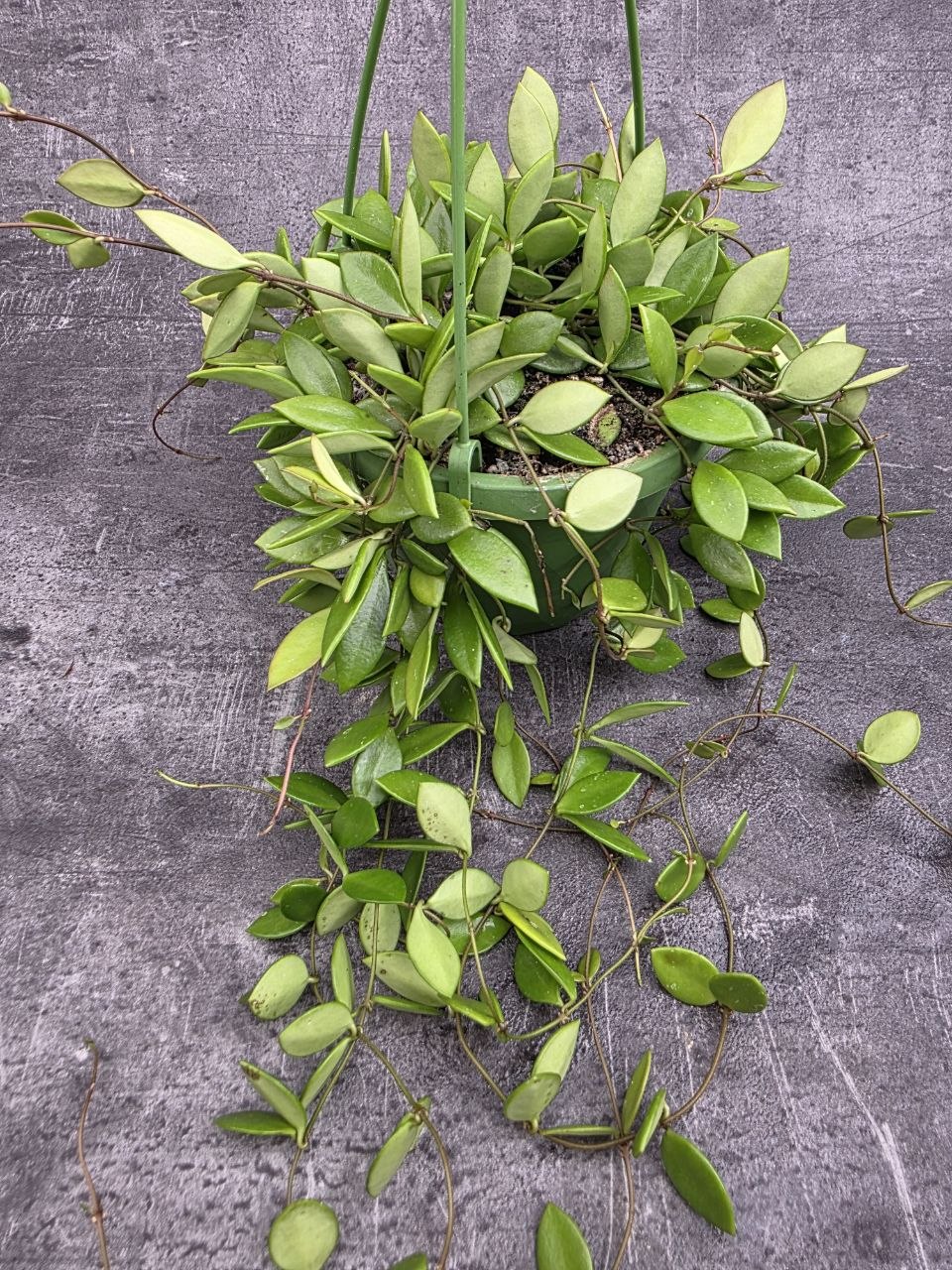 Hoya Puber