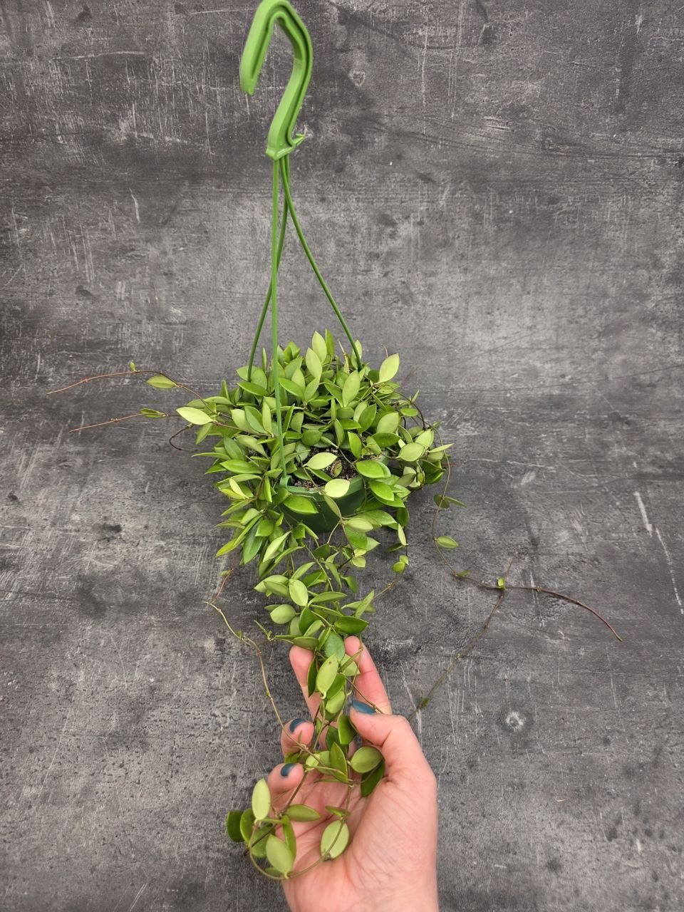 Hoya Puber