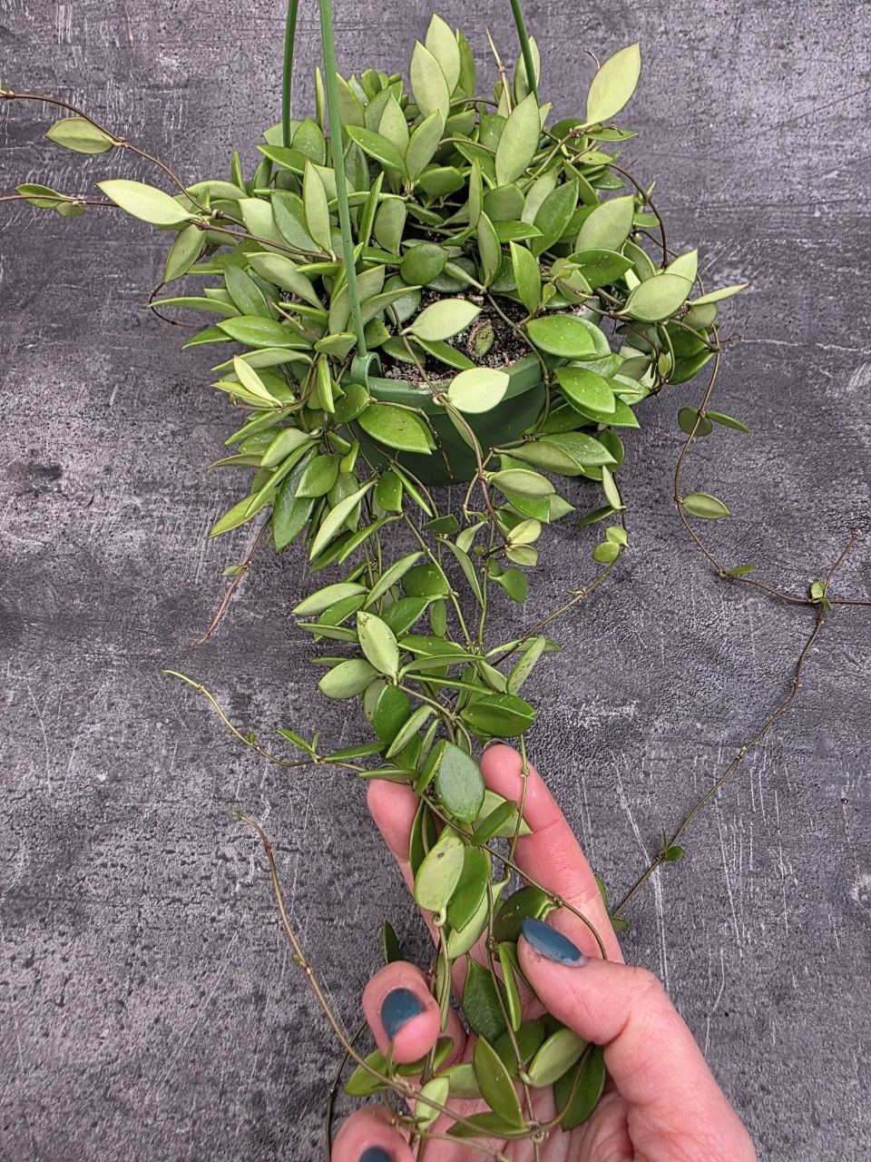 Hoya Puber