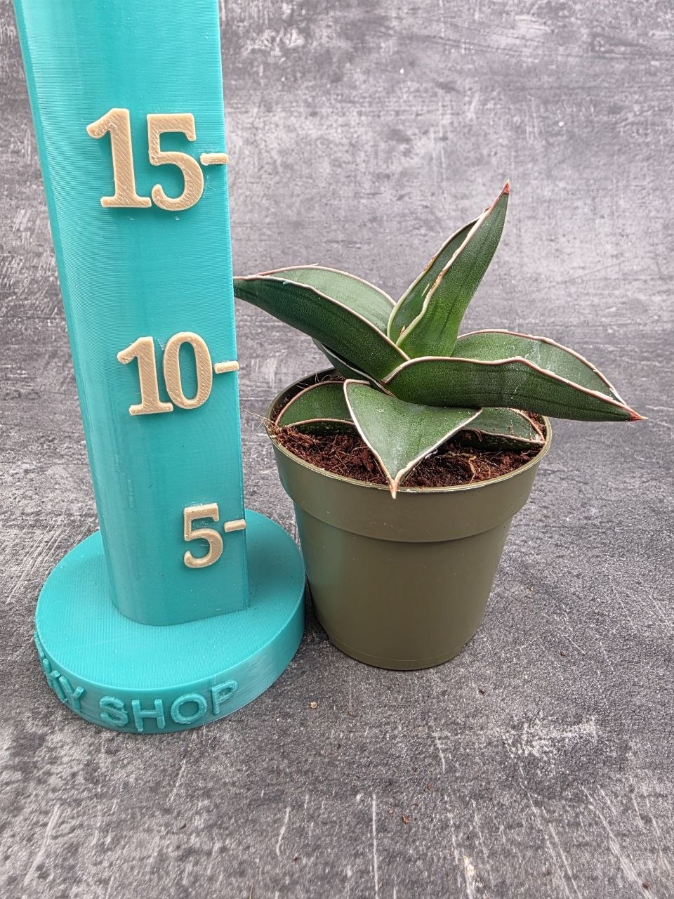 Sansevieria Ehrenbergii Samurai 9 cm