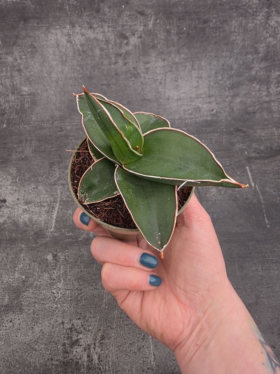 Sansevieria Ehrenbergii Samurai 9 cm