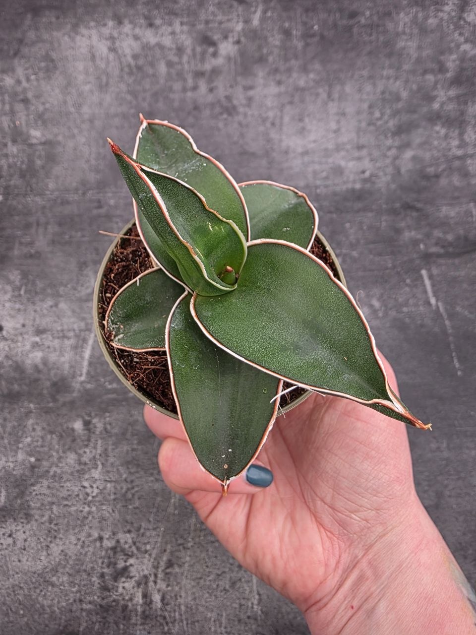 Sansevieria Ehrenbergii Samurai 9 cm