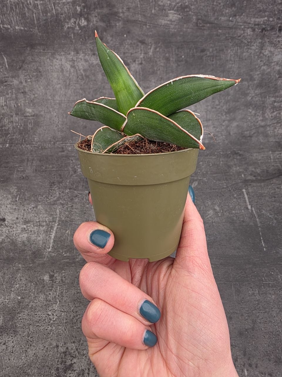 Sansevieria Ehrenbergii Samurai 9 cm