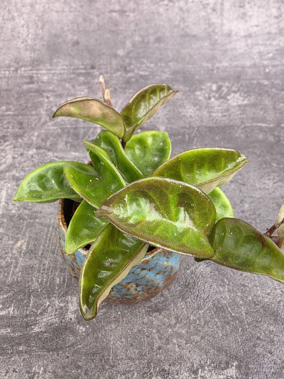 Hoya Krinkle