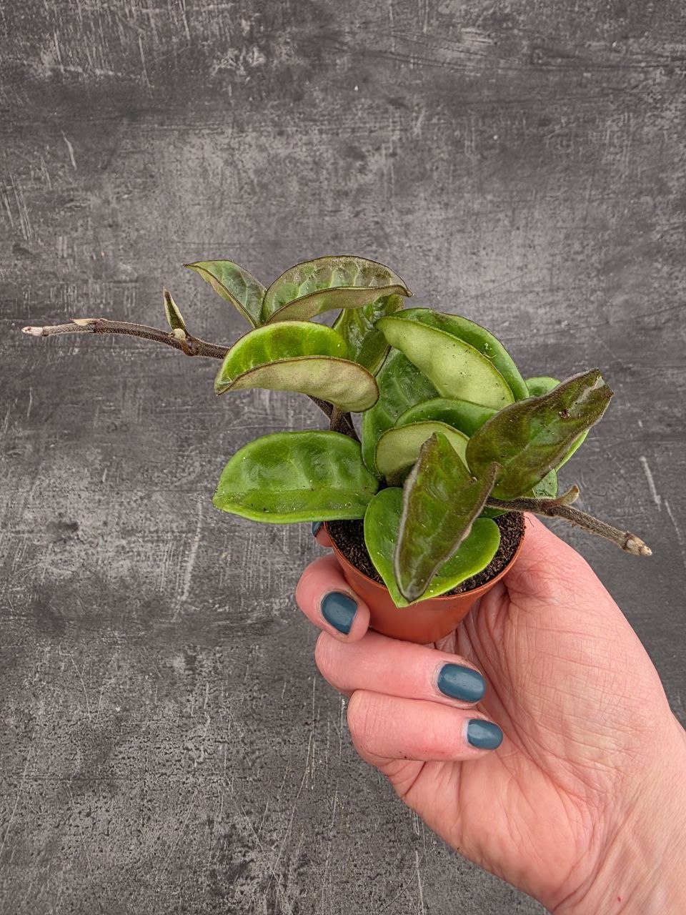 Hoya Krinkle