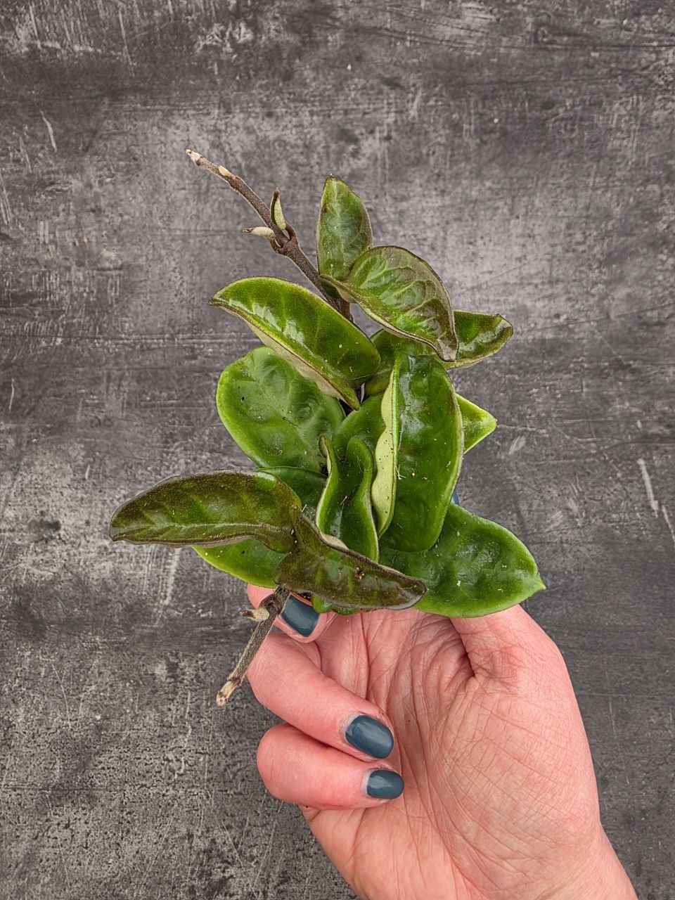 Hoya Krinkle