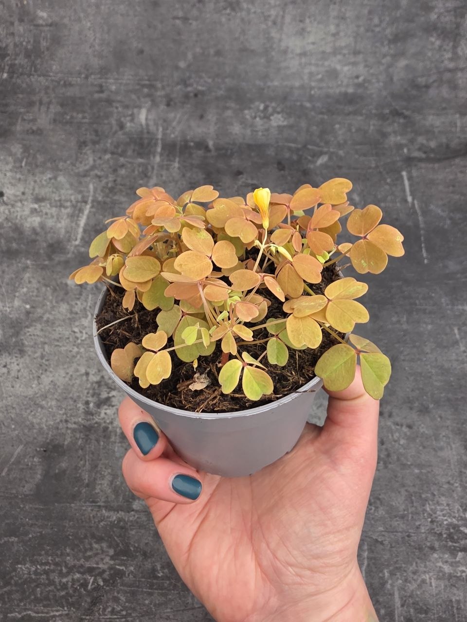 Oxalis žlutý 