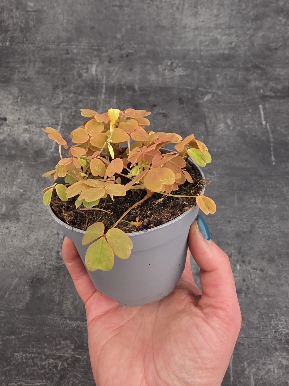 Oxalis žlutý 