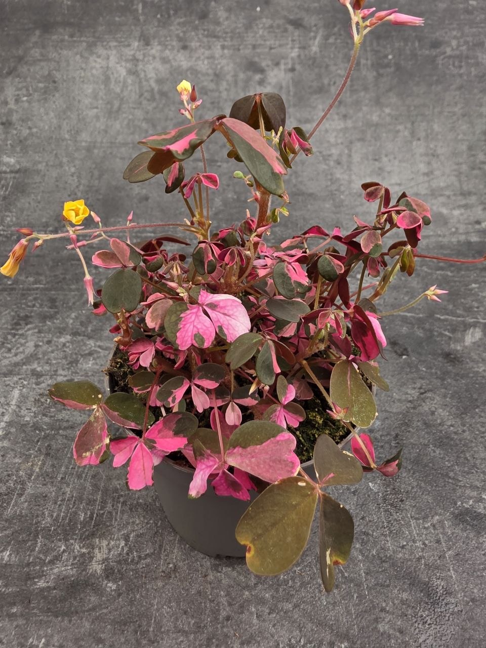 Oxalis růžový 