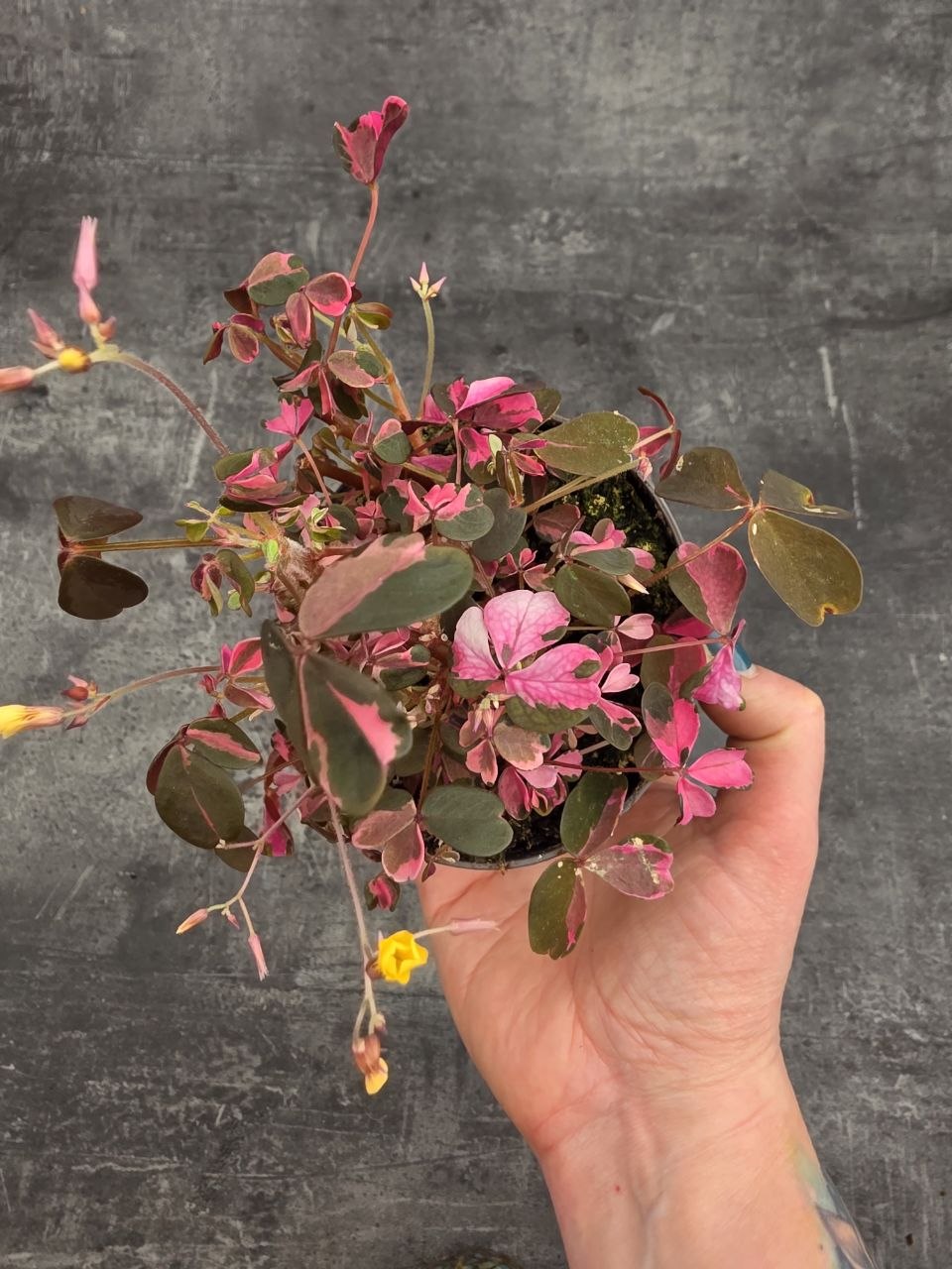 Oxalis růžový 