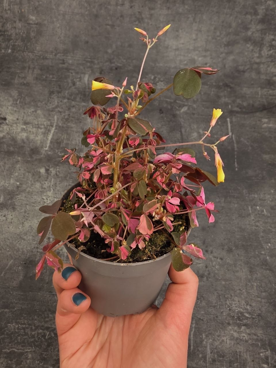 Oxalis růžový 