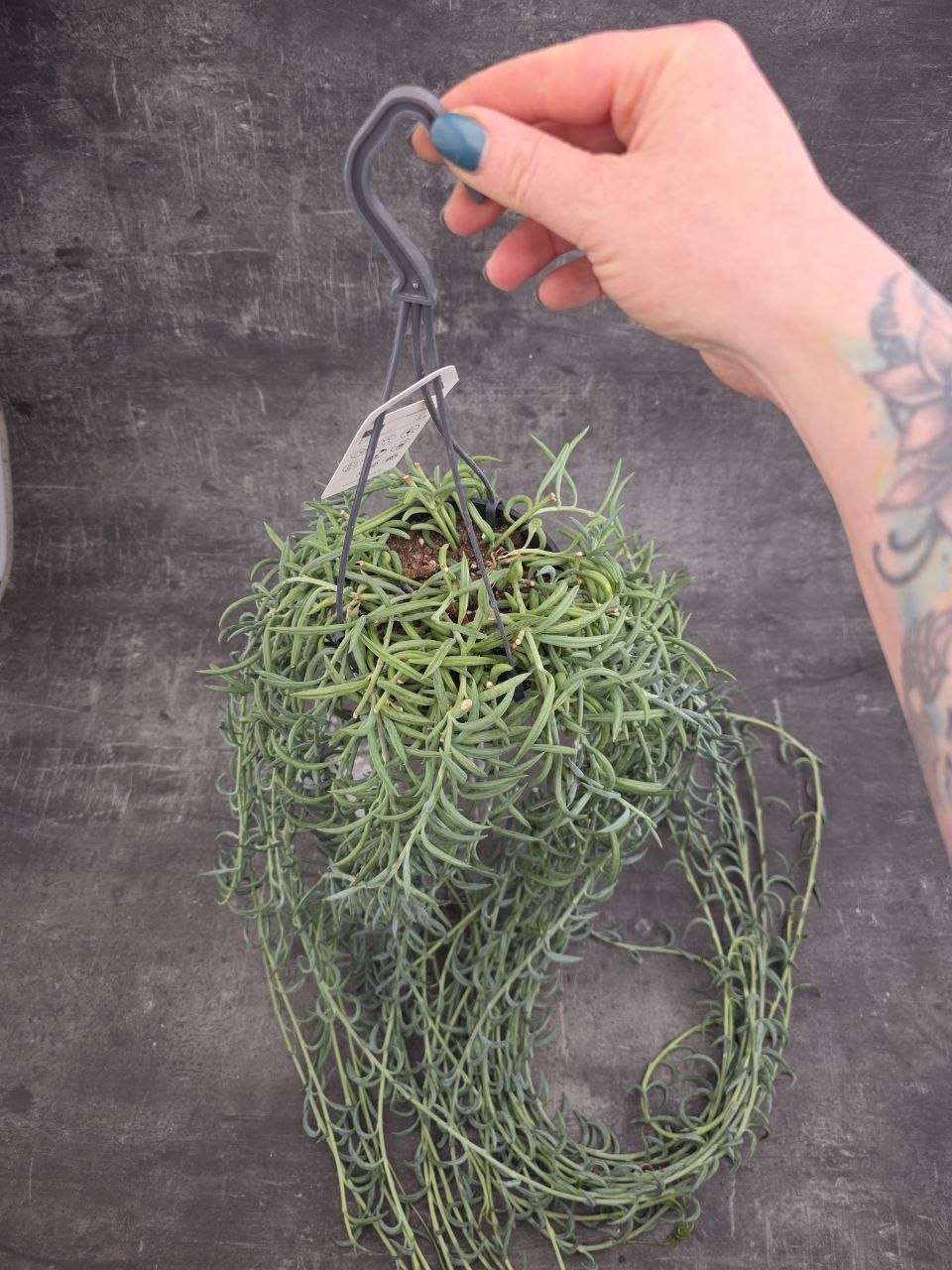 Senecio Radicans závěs 