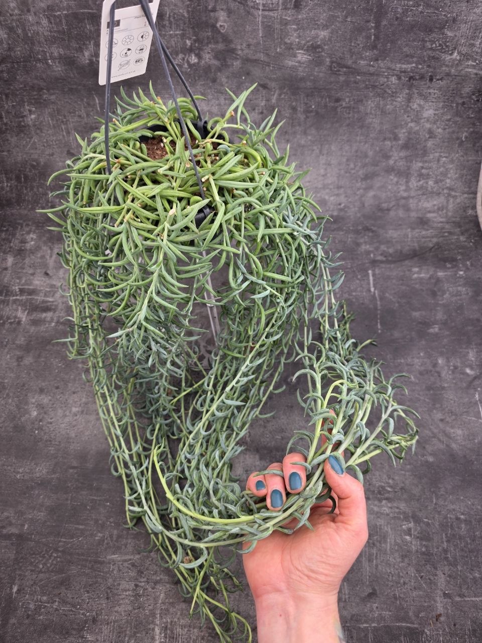 Senecio Radicans závěs 