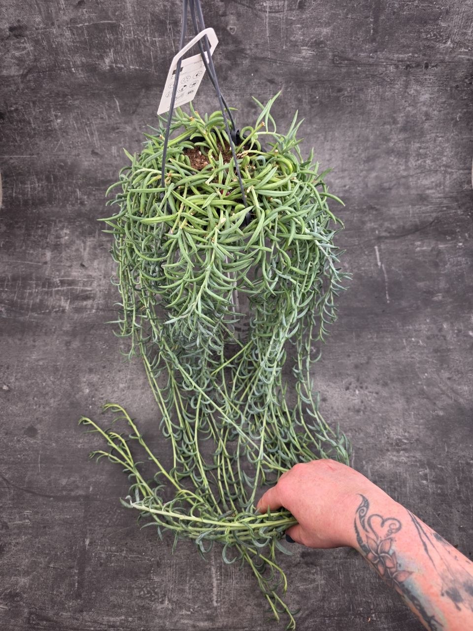 Senecio Radicans závěs 