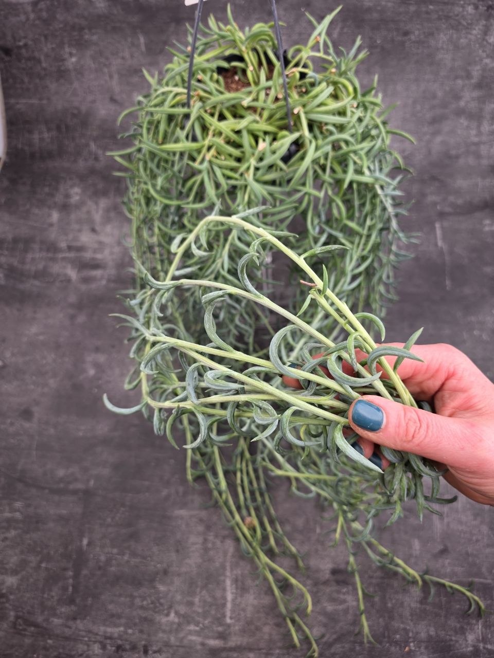 Senecio Radicans závěs 