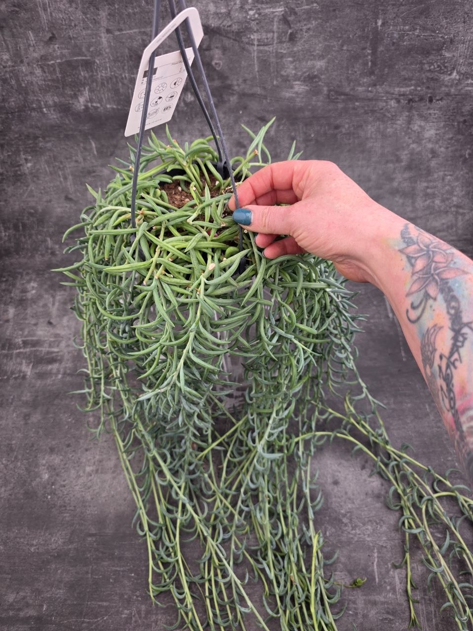 Senecio Radicans závěs 