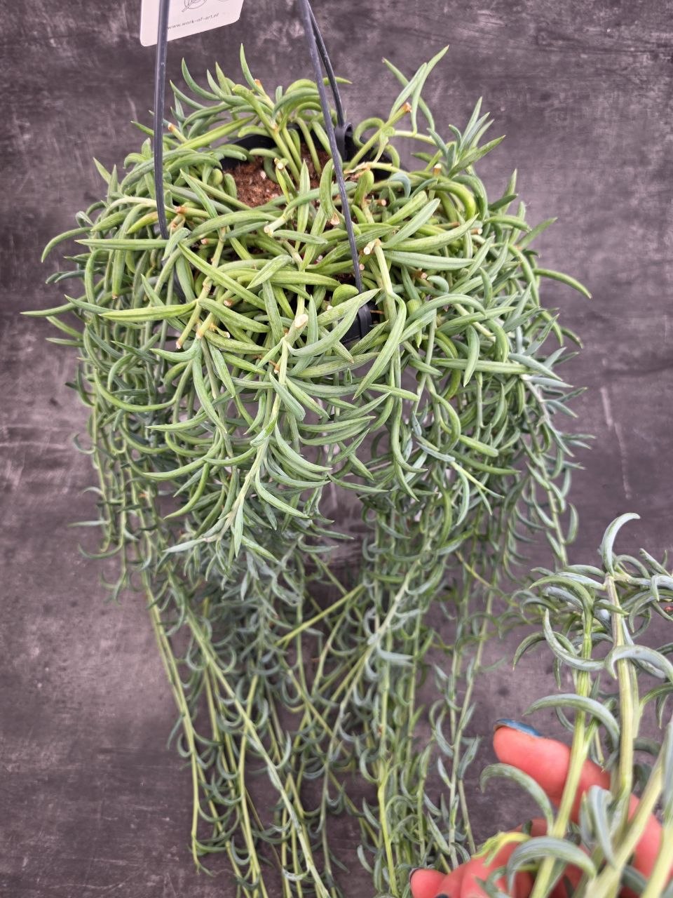 Senecio Radicans závěs 