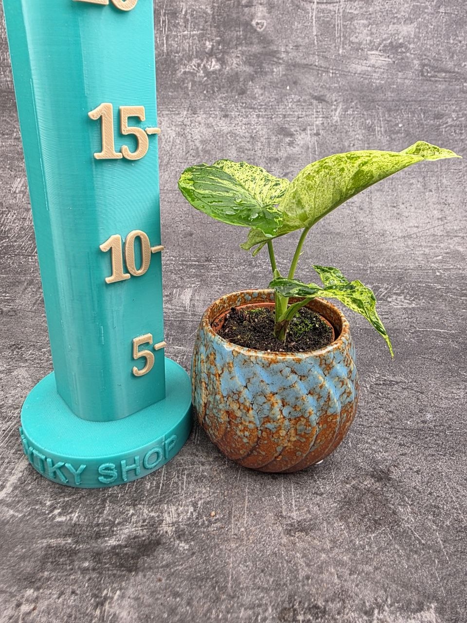 Syngonium Mottled mini