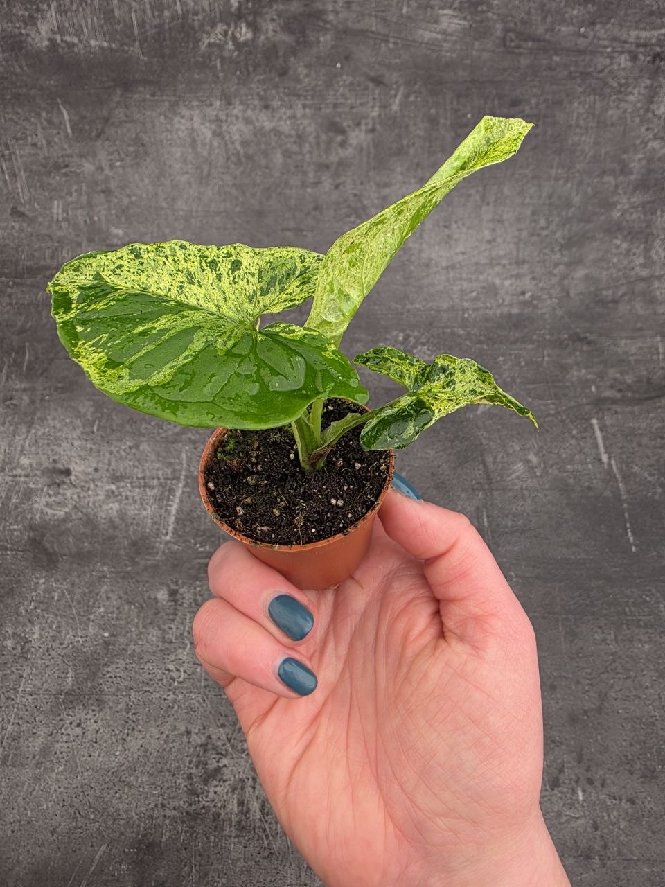 Syngonium Mottled mini