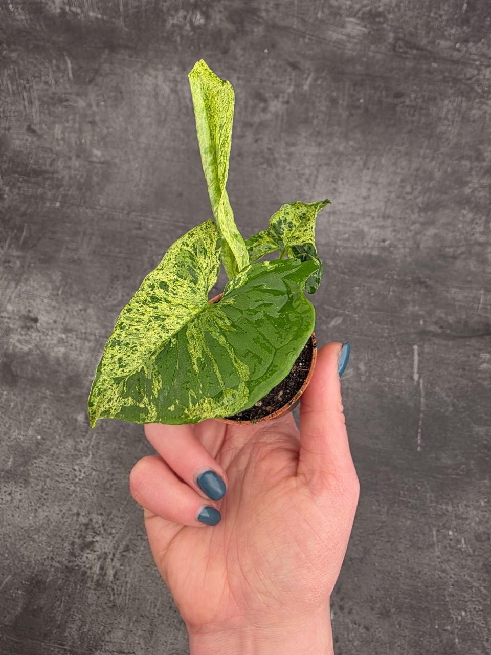 Syngonium Mottled mini