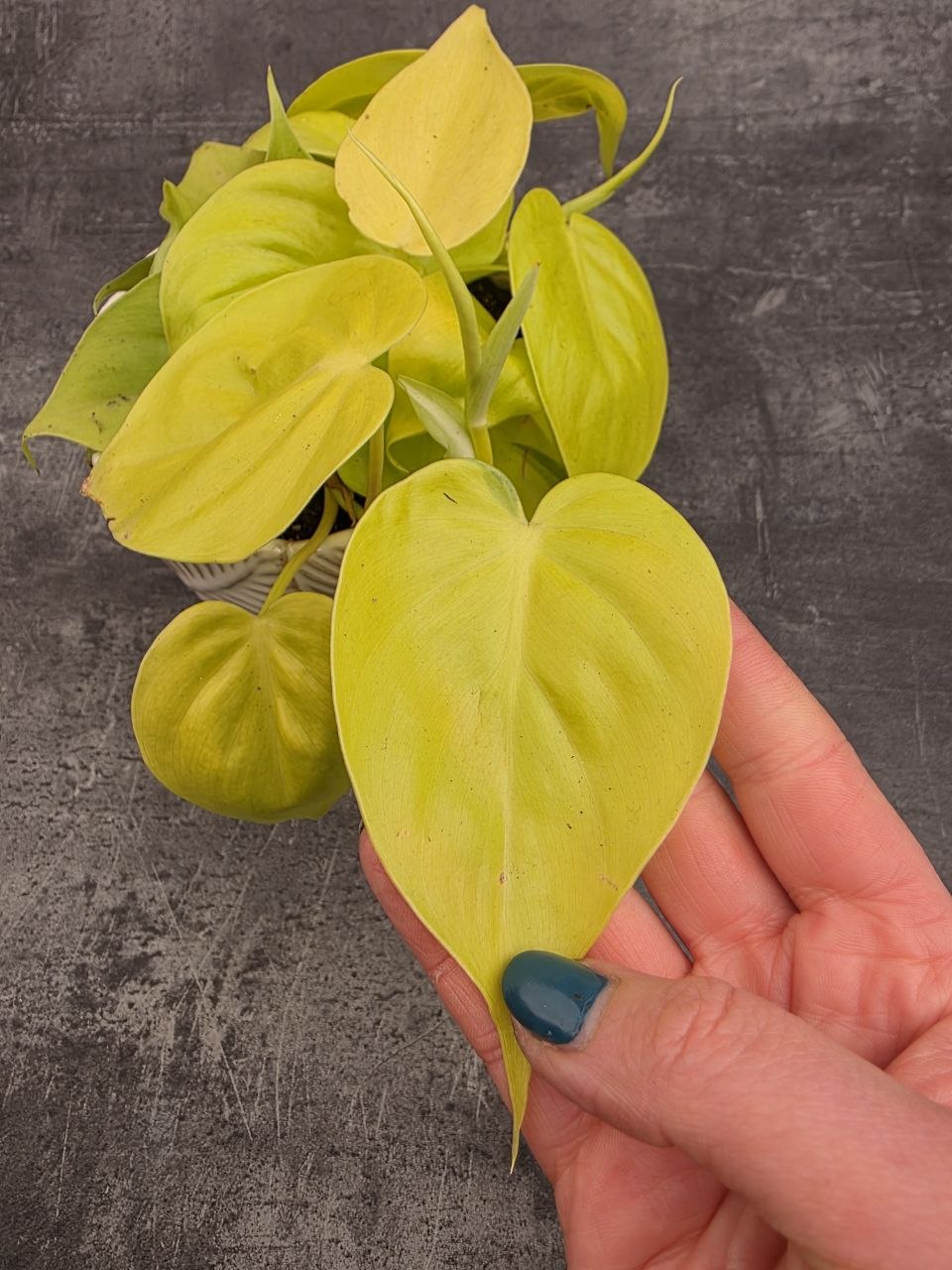 Philodendron Scandens Micans světlý