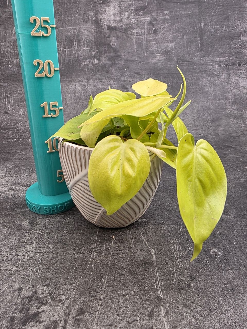 Philodendron Scandens Micans světlý