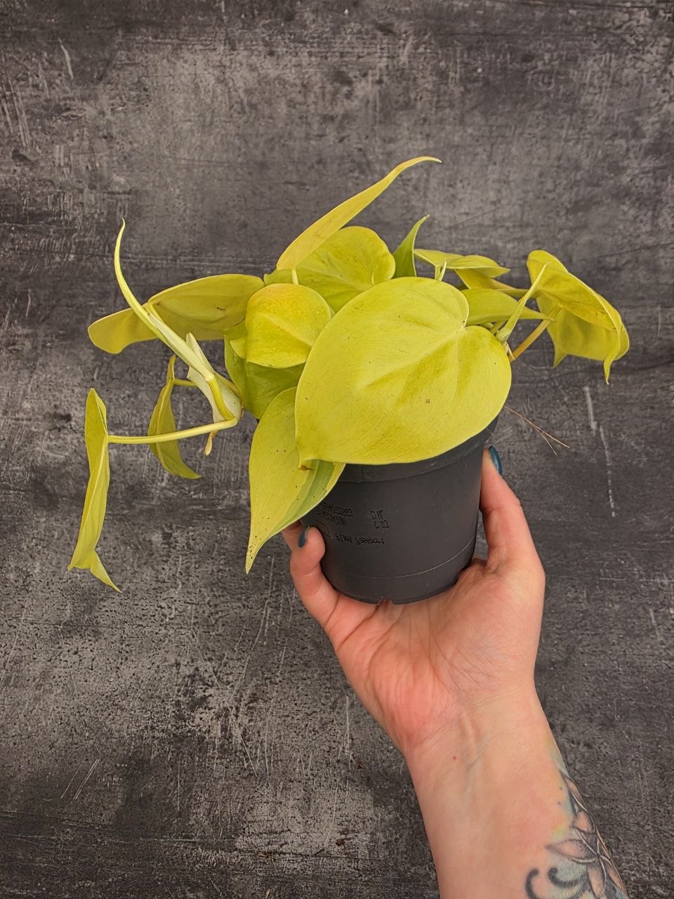 Philodendron Scandens Micans světlý