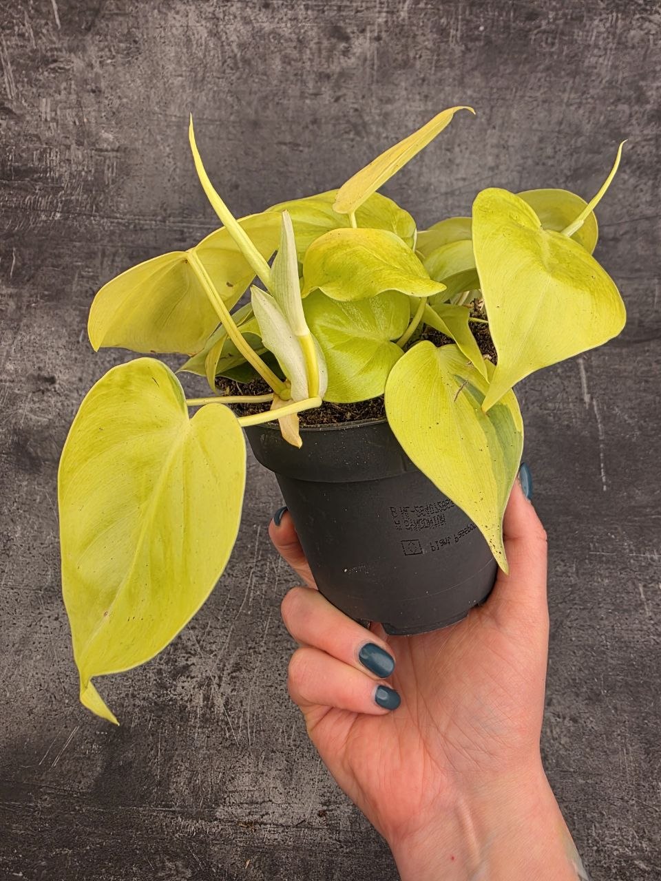 Philodendron Scandens Micans světlý
