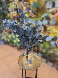 Stabilizovaný eukalyptus Populus