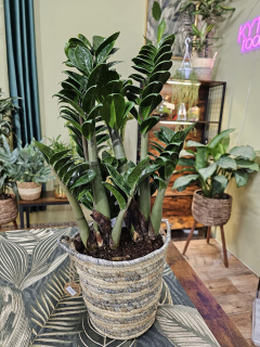 Zamioculcas Zamiifolia Zenzi maxi