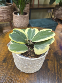 Hoya kerrii ‘Albomarginata’, panašovaná srdíčková voskovka