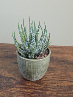 Aloe Humilis Shark