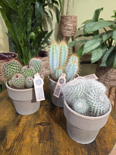 Cactus mix velký
