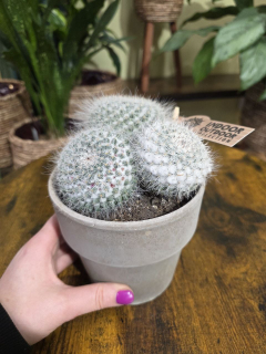 Cactus velký bílý trs