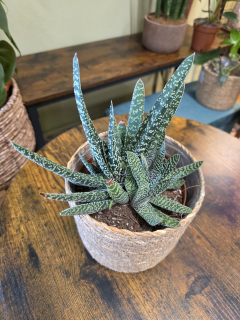 Gasteria Carinata