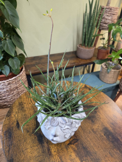 Aloe Bakerii
