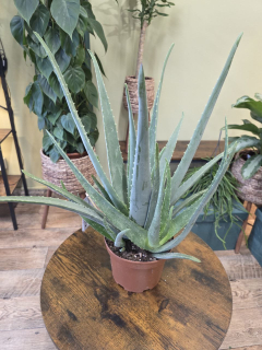Aloe Vera XXL
