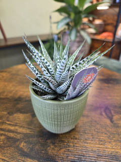 Haworthia Fasciata