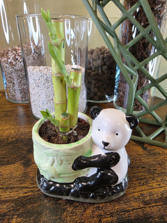 Lucky bamboo v keramice