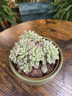 Sedum Clavatum