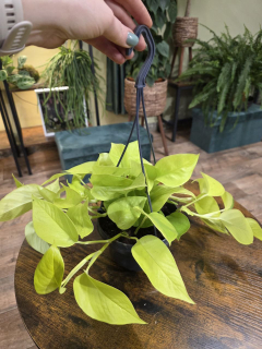 Epipremnum Pinnatum Golden Pothos závěs